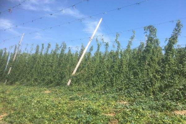 Un orage violent a détruit des parcelles de houblon le week-end du 21 août à Wingersheim-les-quatre-Bans.