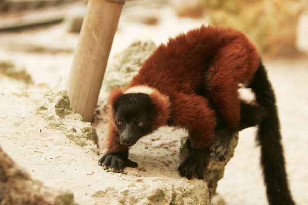 photographie d'illustration d'un lémurien vari roux, originaire de Madagascar