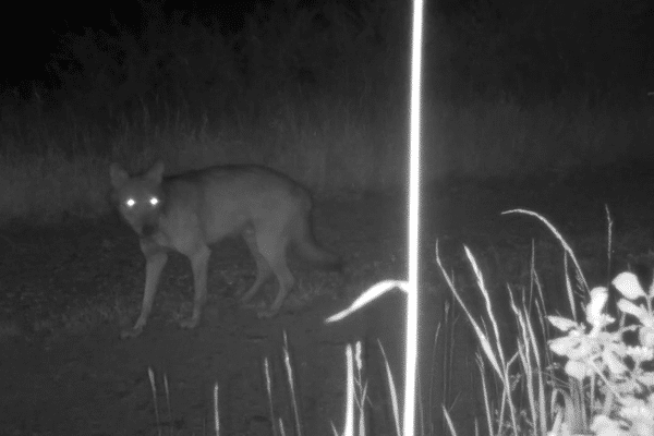 Attaque de loup : onze brebis tuées, la caméra de l'éleveur filme le prédateur