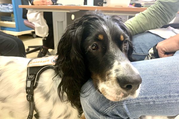 Parmi les critères de sélection pour devenir médiateur canin :avoir un caractère plutôt sympathique, avec des oreilles tombantes, ne pas être trop petit ni trop grand, et surtout ne pas trop aboyer. Mission réussie, Snoopy n'aboie qu'après les pigeons !