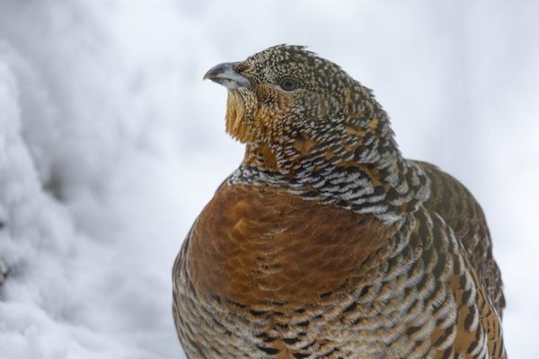 Dans le Jura, la population estimée à 250 adultes, contre 750 dans les années 1950. Ci-dessus, une poule grand tétras.