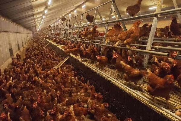 À Villers-l'Hôpital, Olivier Sénéchal élève des poules pondeuses depuis 2018.