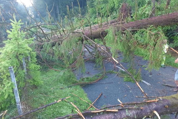 Des arbres se sont écroulés sur la route.