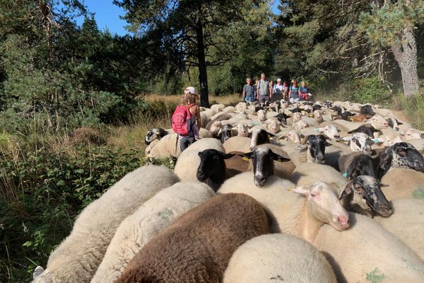 Une cinquantaine de marcheurs ont accompagné la transhumance  