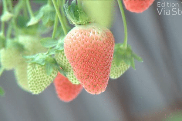 Ces fraises corses sont vendues en moyenne deux fois plus chère que les fraises espagnoles.