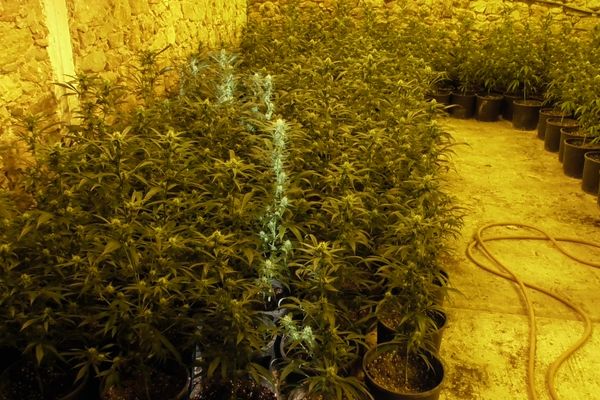 Les 1300 plants de cannabis en pots étaient soigneusement alignés et répartis dans plusieurs pièces de la maison.