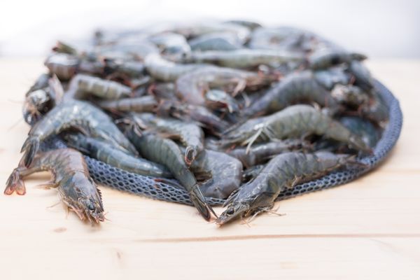 Des Gambas fraîches élévées en Bretagne grâce à l'aquaponie