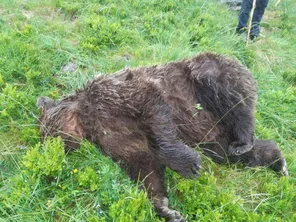 La mort par balle de l'ours Gribouille a été classée sans suite faute d'avoir pu identifier le tireur.