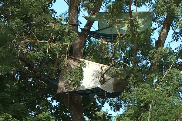 Des militants écologistes installés dans des arbres au nord de Toulouse pour empêcher leur abattage et le début des travaux pour la LGV