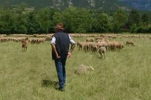 Le pastoralisme a toujours ses adeptes dans le Diois.