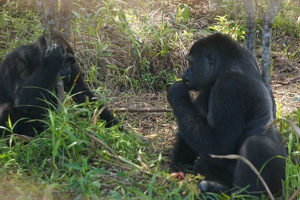 Mayombé, la femelle gorille du Zoo de Beauval réintroduite au Gabon, a rencontré Djongo