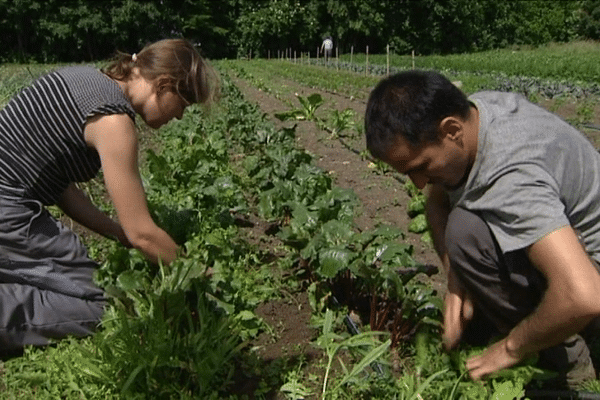 Les jardins Pop, un hectare de légumes cultivés en "bio" par des travailleurs en insertion et qui vont directement sur les étals du secours populaire pour ceux qui en ont besoin.