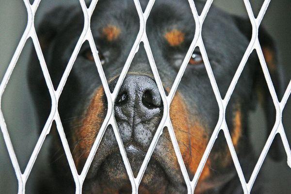 Un père de famille grièvement blessé en s'interposant entre son Rottweiler et ses enfants.