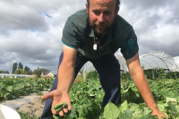 Fabien Biette, agriculteur à Soings-en-Sologne s'est lancé dans la culture de cornichons l'an dernier