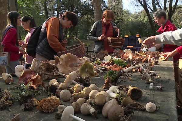 'est la saison de la chasse aux champignons, une pratique qui n'est pas sans risques. Sur les 30 000 espèces recensées en France, seulement 1000 sont comestibles. Pour sensibiliser sur les dangers des collectes amateurs, la société d'horticulture et d'histoire naturelle de l'Hérault organise des balades découverte.