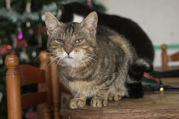 La Patte Normande accueille les chats abandonnés ou malmenés par leur vie vagabonde