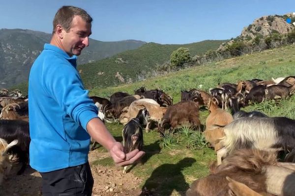 Installé sur la commune d'Ocana depuis 1996, Jean-Dominique Muraccioli a tiré a appris le métier de son père, déjà éleveur avant lui. 