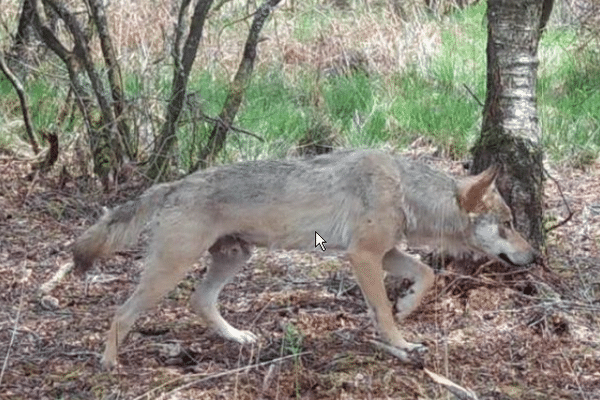 Voici un cliché d'un des loups présents sur le territoire breton. Celui-ci a été filmé en mai 2022 à Berrien, dans les Monts d'Arrée, par un appareil automatique de Bretagne Vivante.