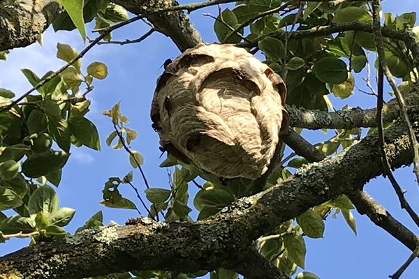 Ce nid, de la grosseur d'un ballon de foot, a environ un mois.