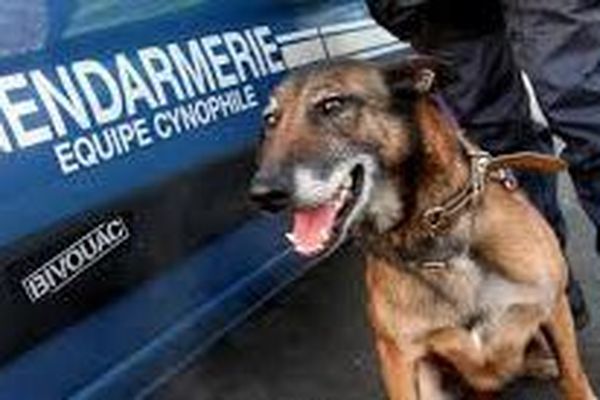 Des équipes cynophiles de la gendarmerie et des pompiers ont été mises à contribution pour retrouver la vieille dame de 93 ans