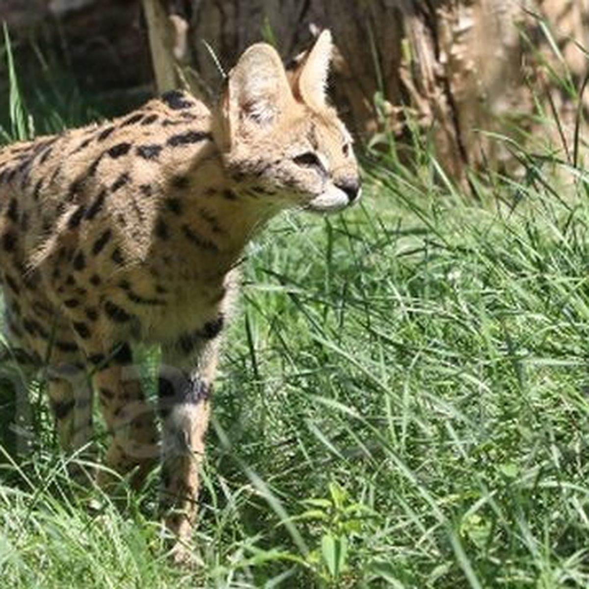 Juvignac Le Chat Savannah Confondu Avec Un Leopard Etait En Fait Un Serval