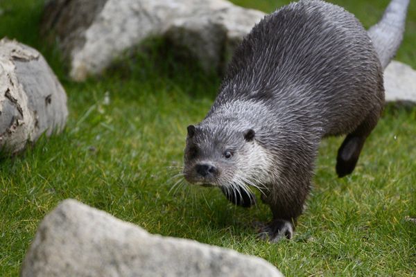 La loutre revient après 50 ans d'absence dans ce cours d'eau