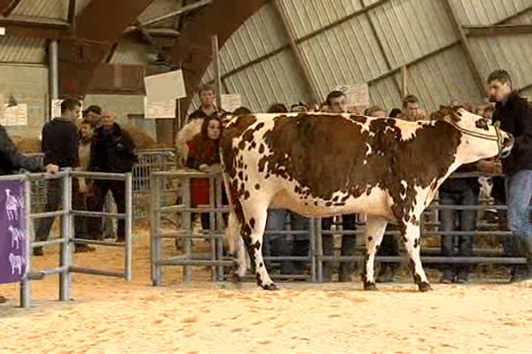 Ce lundi à la Foire Saint-Martin avait lieu le concours interdépartemental de la race bovine