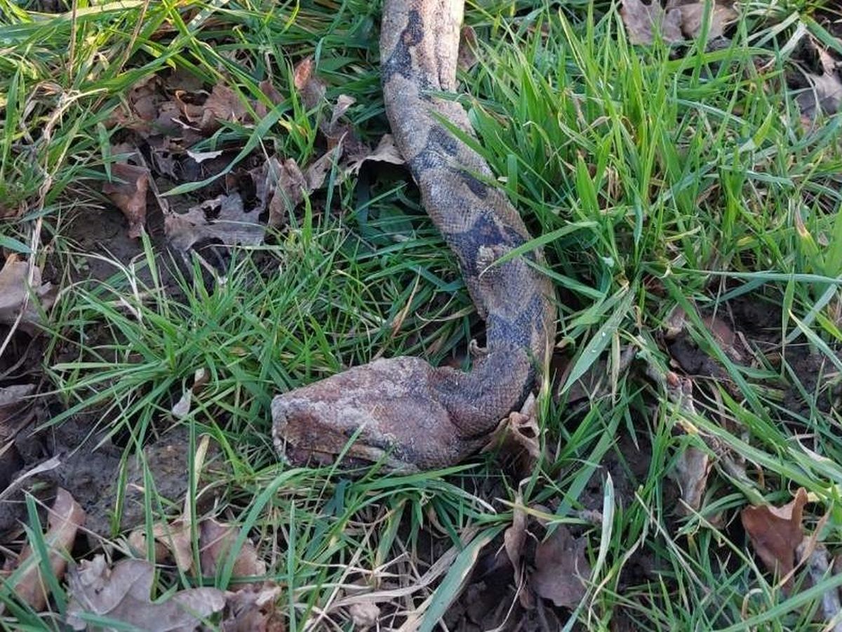 Un boa constrictor d couvert en pleine nature par des chasseurs