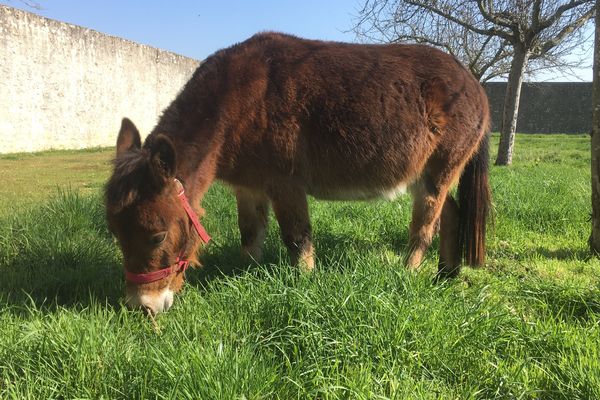 Une mule et trois brebis entretiennent naturellement le verger du château de Talcy depuis trois semaines