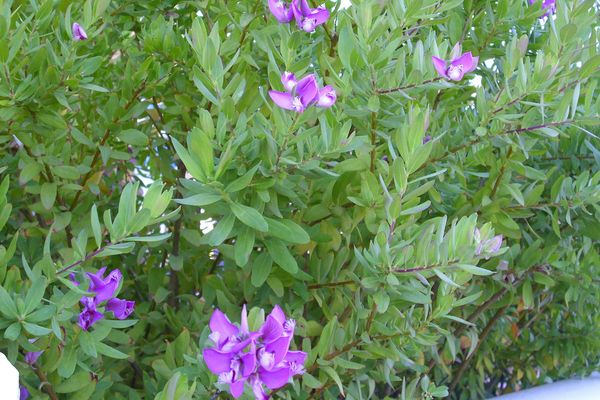 Un plant de polygale à feuilles de myrte.