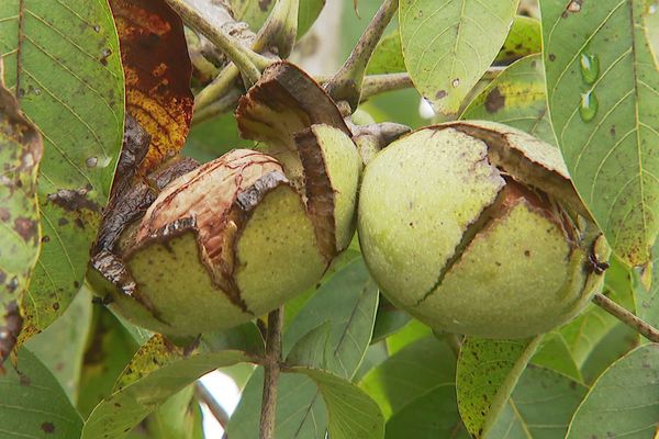 Des noix de Grenoble prêtes à être récoltées à L'Albenc en Isère ce lundi 28 septembre.