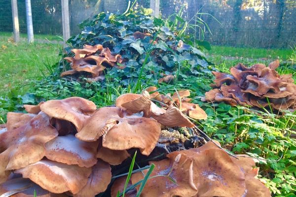 Météo du samedi 14 novembre