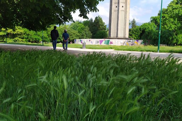 Dans certains parcs, un fauchage "ludique" a été effectué pour créer un passage et attirer le regard sur les graminées ou les papillons plus nombreux que d’habitude…