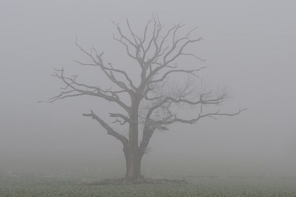 Arbre dans le brouillard