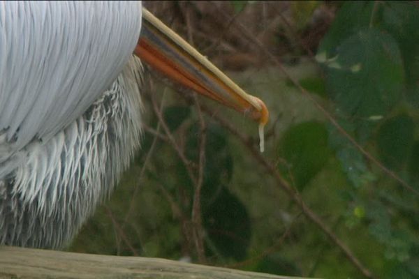 Les animaux du zoo d'Amnéville subissent les températures hivernales