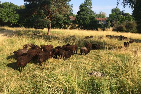 Située dans des pâtures, autour du centre pénitentiaire de Moulins-Yzeure, dans l’Allier, une centaine de moutons d’Ouessant a été récupérée mercredi 4 juillet, par la Fondation Brigitte Bardot.