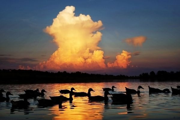 Ducks and Canada Geese are frequent visitors at Shelby Farms numerous lakes