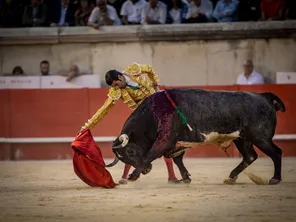 Alors que la saison des corridas bat son plein, 12 associations de protection animale appellent leurs  membres à écrire aux sénateurs pour interdire la corrida aux enfants. ( Photo d'illustration)