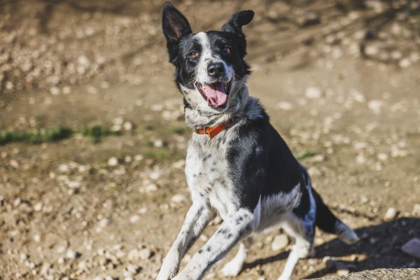 Il est possible d'apprendre à son chien à ne pas aboyer trop souvent grâce à une technique simple.