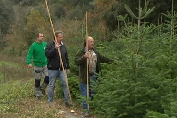 Un producteur de cerises a diversifié son exploitation avec des sapins Nordmann, les plus appréciés pour Noël - 7/12/2014.