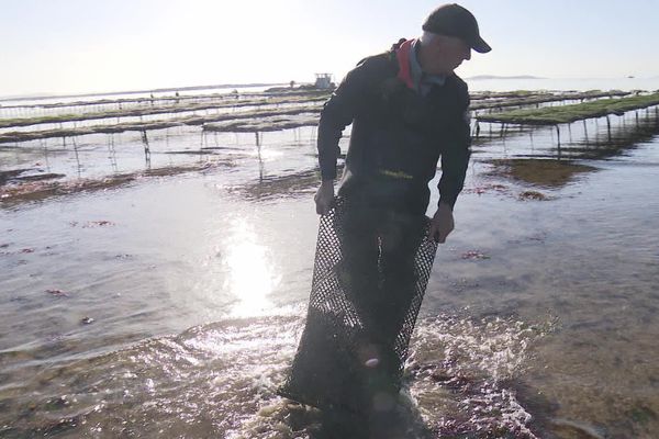 Un ostréiculteur touché par la tempête Ciaran dans son parc ostréicole dans le Morbihan