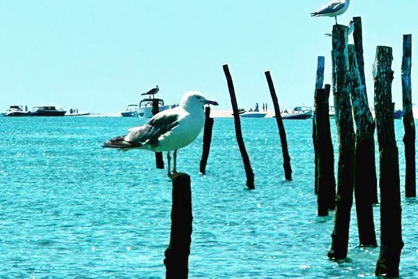 L'après-midi sera très belle sur le littoral (Parcs à huitres sur le banc d'Arguin, Bassin d'Arcachon)