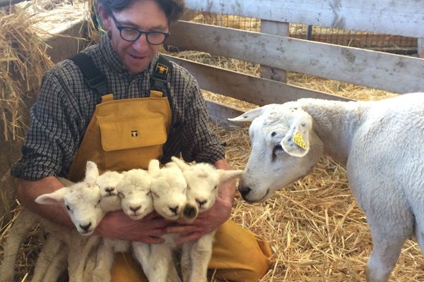 Le berger Patrick Deloche, de la Ferme du Lion d'Or dans les Ardennes, tient les 5 agneaux nés de la même brebis dans la nuit du samedi 16 au dimanche 17 mars.