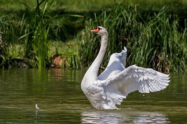 Un cygne de saison