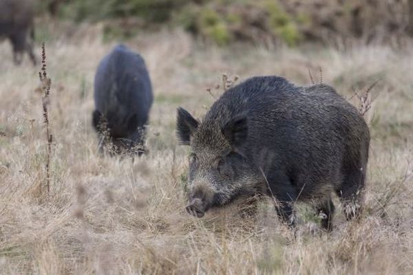 Trois ou quatre sangliers ont été repérésprès de l'autoroute A20 