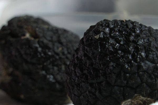 La truffe noire du Quercy surnommée diamant noire, est réputée pour sa qualité.