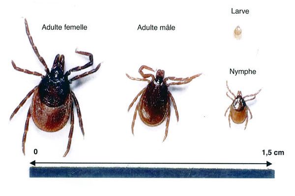 Spring, tick reproduction period