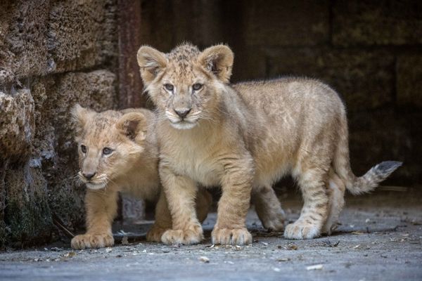 Les deux lionceaux, Albi et Leo.