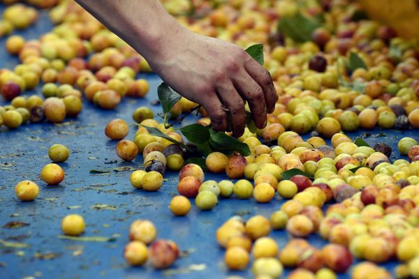 Depuis 2023, les membres de l'association des usagers du centre socioculturel Michel-Dinet, à Toul, récoltent les fruits offerts par certains propriétaires de vergers, une façon de lutter contre le gaspillage selon la directrice.