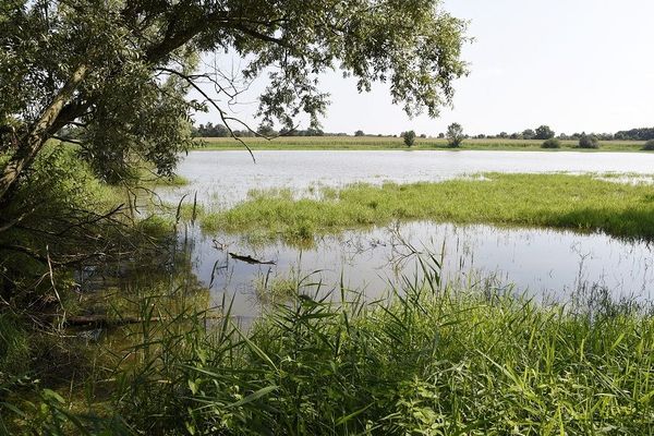 Les étangs de la Dombes (archives)